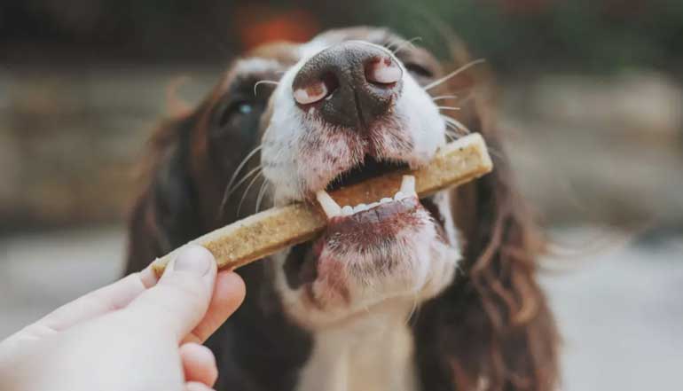 Palatabilizantes para Pet